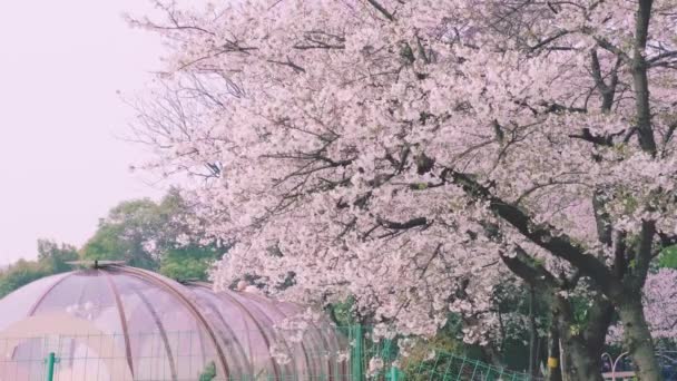 Flores Cerezo Wuhan Primavera — Vídeos de Stock