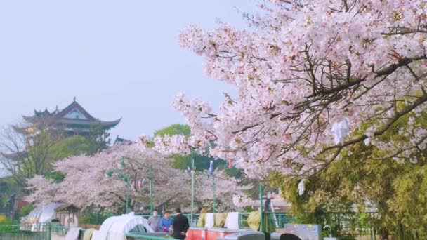 Třešňové Květy Wuhanu Jaře — Stock video