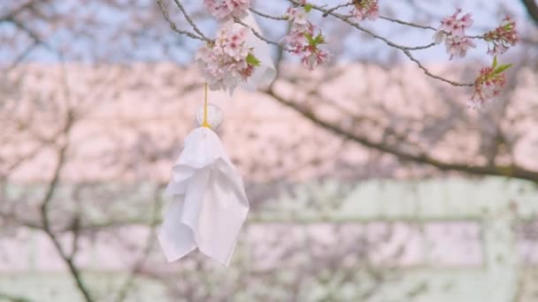 Cherry Blossoms Wuhan Spring — Vídeo de Stock