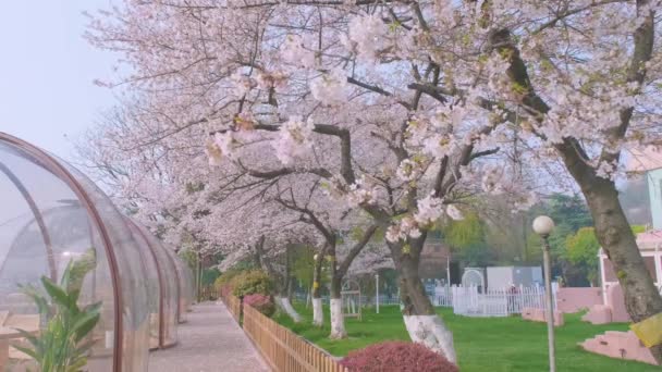 Wiosenne Kwiaty Wiśni Wuhan — Wideo stockowe