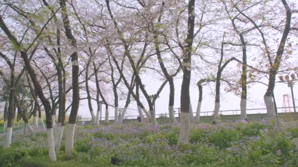 Cherry Blossoms Wuhan Spring — Wideo stockowe