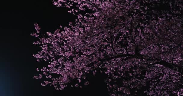 Wiosenne Kwiaty Wiśni Wuhan — Wideo stockowe