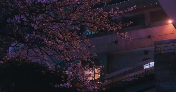 Cherry Blossoms Wuhan Spring — Vídeo de stock