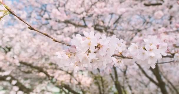 Lkbaharda Wuhan Kiraz Çiçekleri Açar — Stok video