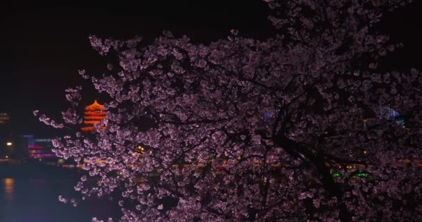 Żółta Wieża Żurawia Kwiaty Wiśni Wuhan Wiosną — Wideo stockowe