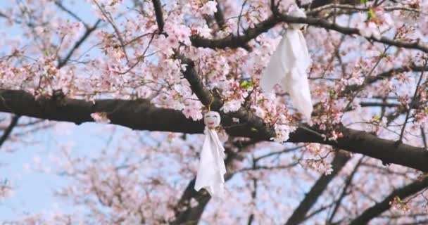 Třešňové Květy Wuhanu Jaře — Stock video
