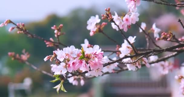 Cherry Mekar Wuhan Pada Musim Semi — Stok Video