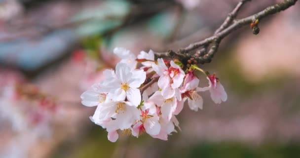 Cherry Blossoms Wuhan Spring — Stock video