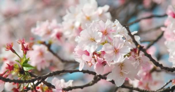 Flores Cerezo Wuhan Primavera — Vídeos de Stock