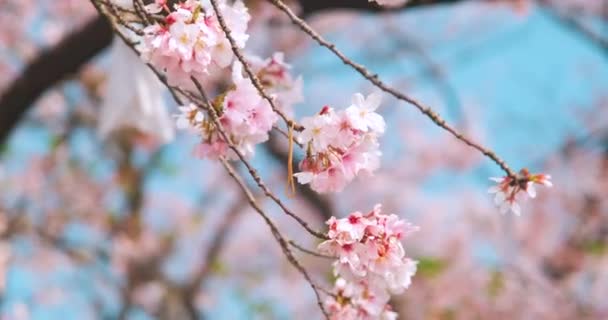 武漢の春の桜 — ストック動画