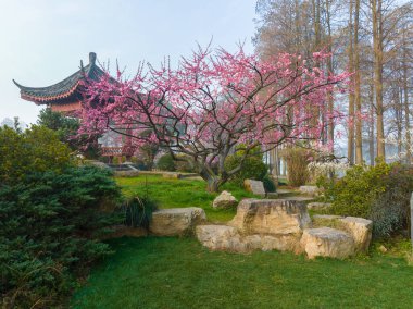 Plum blossoms bloom in spring in Wuhan East Lake Plum Garden