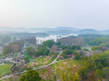 Plum blossoms bloom in spring in Wuhan East Lake Plum Garden