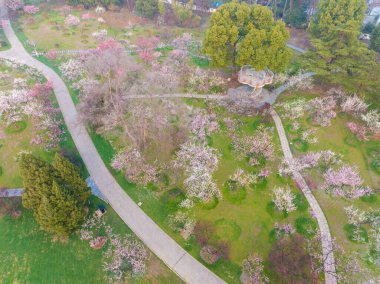 Plum blossoms bloom in spring in Wuhan East Lake Plum Garden