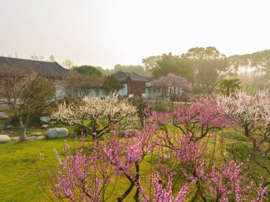 Plum blossoms bloom in spring in Wuhan East Lake Plum Garden
