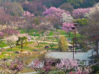 Plum blossoms bloom in spring in Wuhan East Lake Plum Garden
