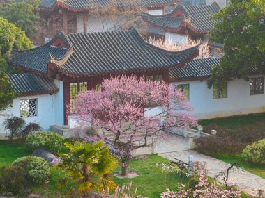 Plum blossoms bloom in spring in Wuhan East Lake Plum Garden
