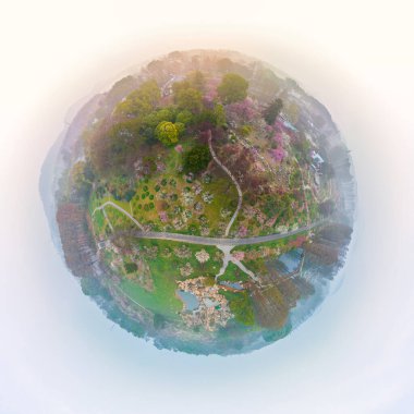 Plum blossoms bloom in spring in Wuhan East Lake Plum Garden