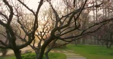 Plum blossoms bloom in spring in Wuhan East Lake Plum Garden