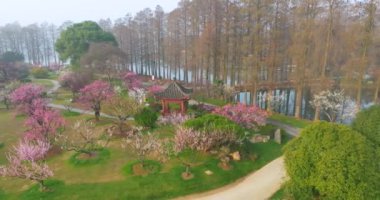 Plum blossoms bloom in spring in Wuhan East Lake Plum Garden