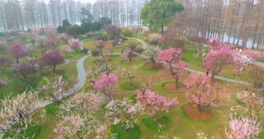 Plum blossoms bloom in spring in Wuhan East Lake Plum Garden