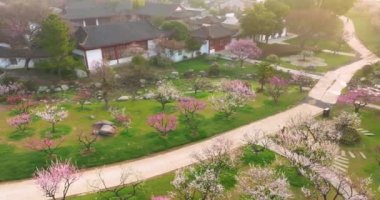 Plum blossoms bloom in spring in Wuhan East Lake Plum Garden