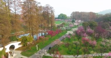 Plum blossoms bloom in spring in Wuhan East Lake Plum Garden