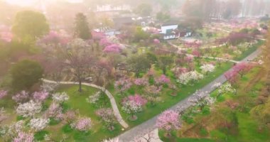 Plum blossoms bloom in spring in Wuhan East Lake Plum Garden