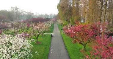 Plum blossoms bloom in spring in Wuhan East Lake Plum Garden