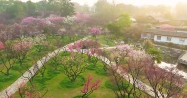 Plum blossoms bloom in spring in Wuhan East Lake Plum Garden