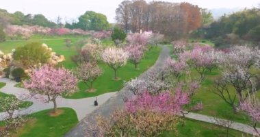 Plum blossoms bloom in spring in Wuhan East Lake Plum Garden