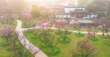 Plum blossoms bloom in spring in Wuhan East Lake Plum Garden