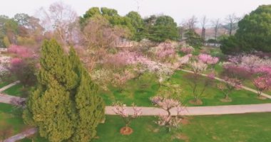 Plum blossoms bloom in spring in Wuhan East Lake Plum Garden