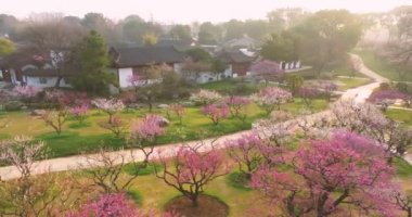 Plum blossoms bloom in spring in Wuhan East Lake Plum Garden