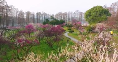 Plum blossoms bloom in spring in Wuhan East Lake Plum Garden