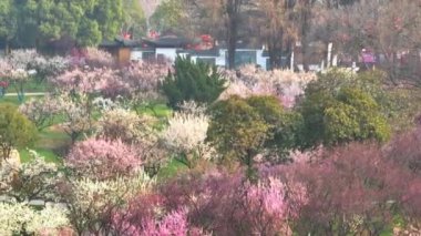 Plum blossoms bloom in spring in Wuhan East Lake Plum Garden