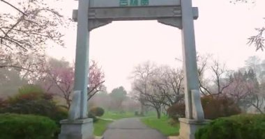 Plum blossoms bloom in spring in Wuhan East Lake Plum Garden