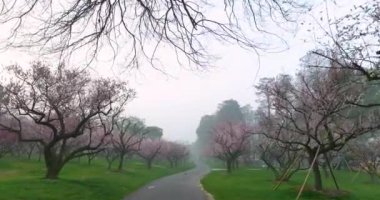 Plum blossoms bloom in spring in Wuhan East Lake Plum Garden