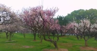 Plum blossoms bloom in spring in Wuhan East Lake Plum Garden