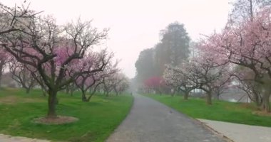 Plum blossoms bloom in spring in Wuhan East Lake Plum Garden