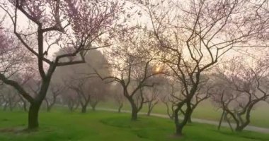 Plum blossoms bloom in spring in Wuhan East Lake Plum Garden