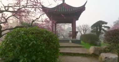 Plum blossoms bloom in spring in Wuhan East Lake Plum Garden