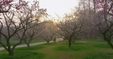 Plum blossoms bloom in spring in Wuhan East Lake Plum Garden