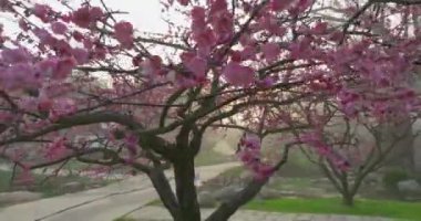 Plum blossoms bloom in spring in Wuhan East Lake Plum Garden