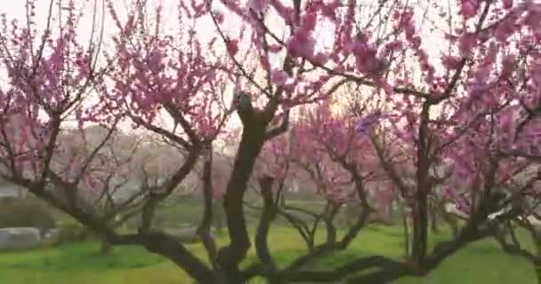 Plum Blossoms Bloom Spring Wuhan East Lake Plum Garden — 图库视频影像