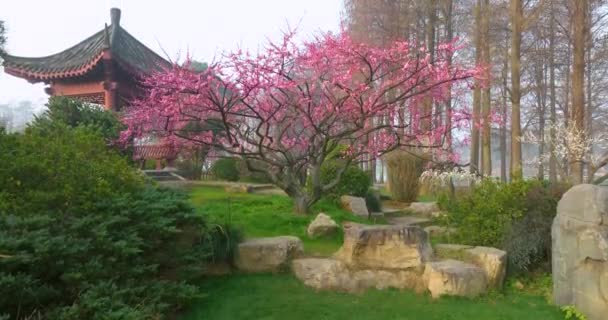 Plum Blossoms Bloom Spring Wuhan East Lake Plum Garden — Stock Video