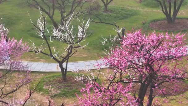 Plum Blossoms Bloom Spring Wuhan East Lake Plum Garden — Stockvideo