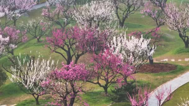 Plum Blossoms Bloom Spring Wuhan East Lake Plum Garden — 图库视频影像