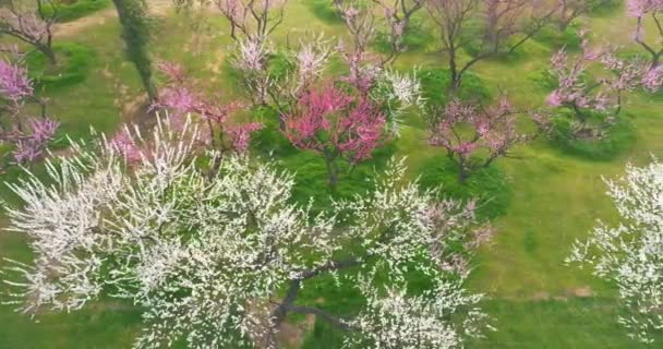 Plum Blossoms Bloom Spring Wuhan East Lake Plum Garden — стоковое видео