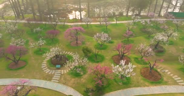 Plum Blossoms Bloom Spring Wuhan East Lake Plum Garden — Vídeo de stock