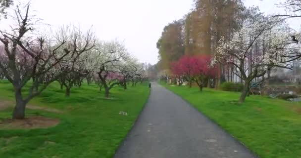 Flores Ciruelo Florecen Primavera Wuhan East Lake Plum Garden — Vídeo de stock
